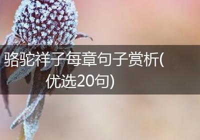 骆驼祥子每章句子赏析(优选20句)