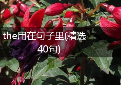 the用在句子里(精选40句)