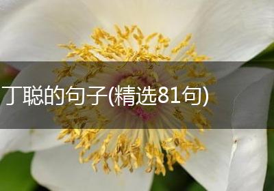 丁聪的句子(精选81句)