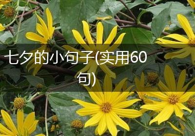 七夕的小句子(实用60句)