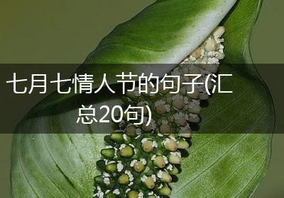 七月七情人节的句子(汇总20句)