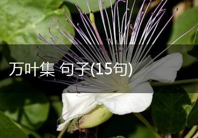 万叶集 句子(15句)