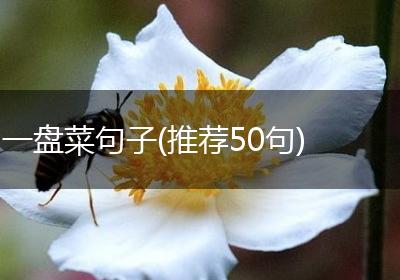 一盘菜句子(推荐50句)