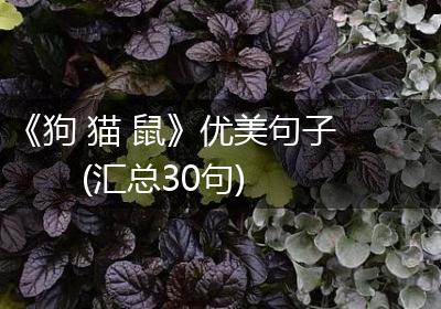 《狗 猫 鼠》优美句子(汇总30句)