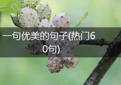 一句优美的句子(热门60句)