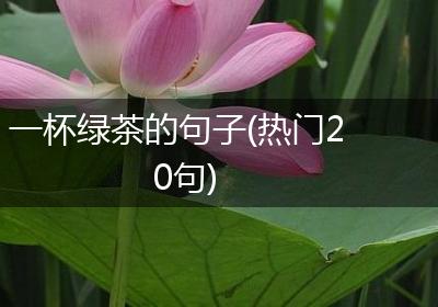 一杯绿茶的句子(热门20句)