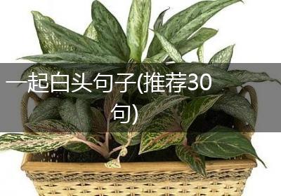 一起白头句子(推荐30句)
