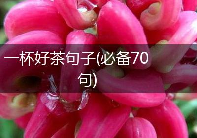 一杯好茶句子(必备70句)
