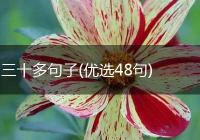 三十多句子(优选48句)