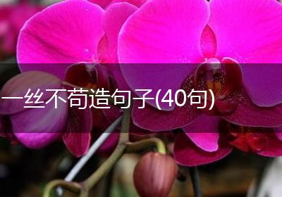 一丝不苟造句子(40句)