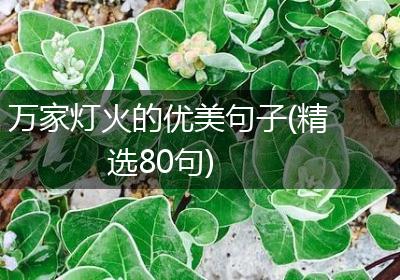 万家灯火的优美句子(精选80句)