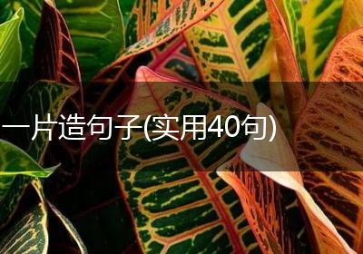 一片造句子(实用40句)