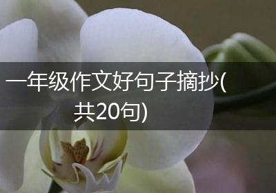 一年级作文好句子摘抄(共20句)