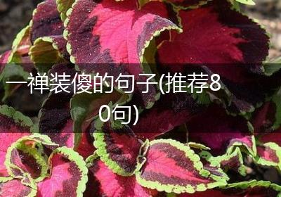 一禅装傻的句子(推荐80句)