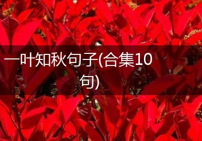 一叶知秋句子(合集10句)