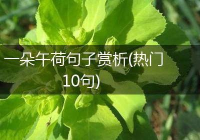 一朵午荷句子赏析(热门10句)