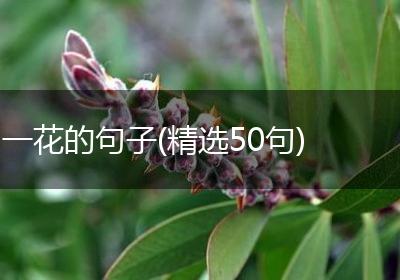 一花的句子(精选50句)