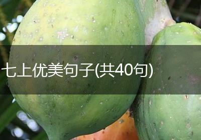 七上优美句子(共40句)