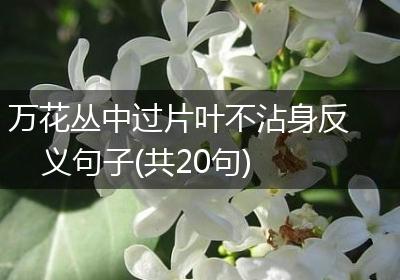 万花丛中过片叶不沾身反义句子(共20句)