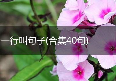 一行叫句子(合集40句)