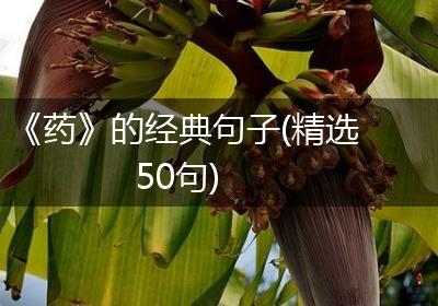 《药》的经典句子(精选50句)