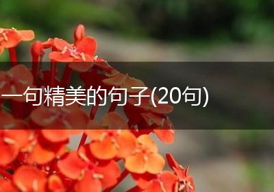 一句精美的句子(20句)