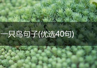 一只鸟句子(优选40句)