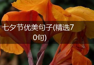七夕节优美句子(精选70句)