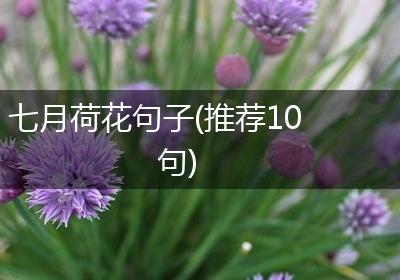 七月荷花句子(推荐10句)