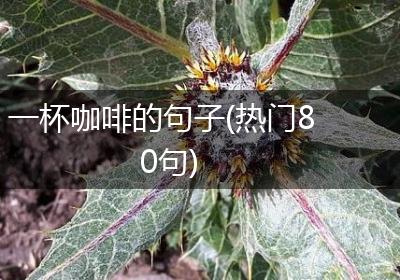 一杯咖啡的句子(热门80句)