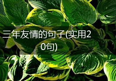 三年友情的句子(实用20句)