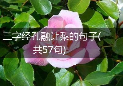 三字经孔融让梨的句子(共57句)