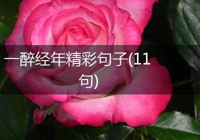 一醉经年精彩句子(11句)