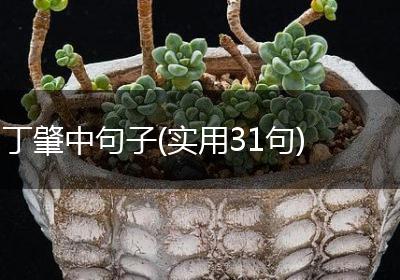 丁肇中句子(实用31句)