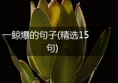 一鲸爆的句子(精选15句)
