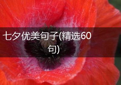 七夕优美句子(精选60句)
