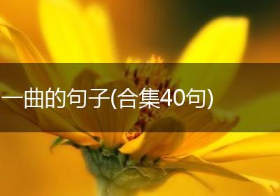 一曲的句子(合集40句)