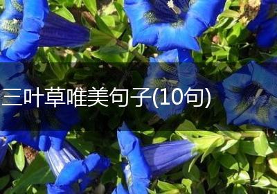 三叶草唯美句子(10句)