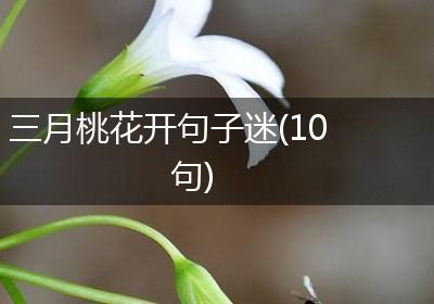 三月桃花开句子迷(10句)