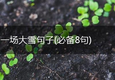 一场大雪句子(必备8句)