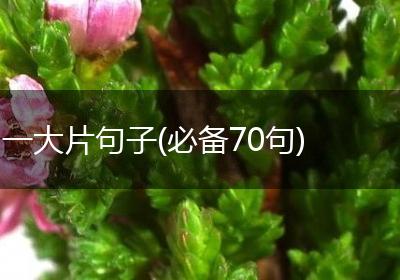 一大片句子(必备70句)