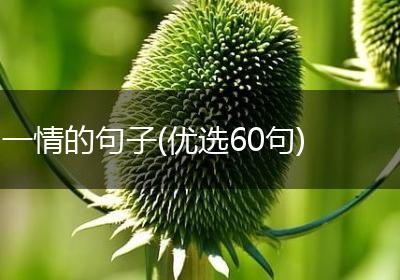 一情的句子(优选60句)