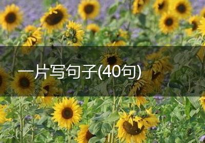 一片写句子(40句)