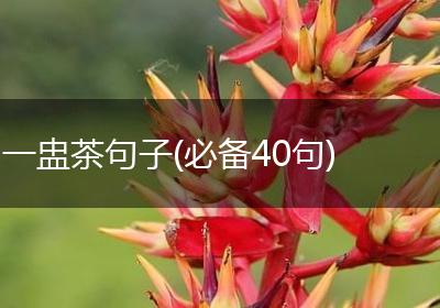 一盅茶句子(必备40句)