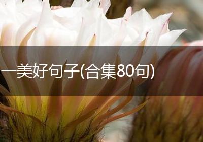 一美好句子(合集80句)