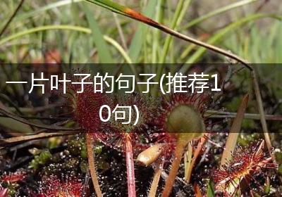 一片叶子的句子(推荐10句)