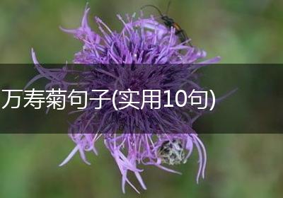 万寿菊句子(实用10句)