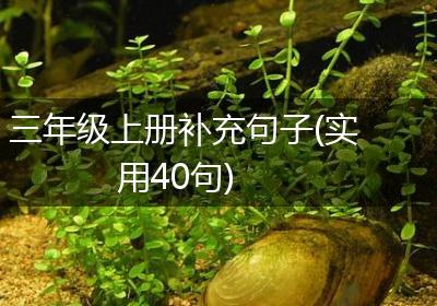 三年级上册补充句子(实用40句)