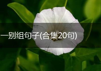 一别组句子(合集20句)