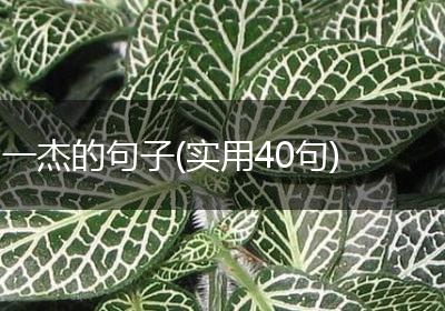 一杰的句子(实用40句)